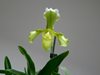 Paphiopedilum insigne var. sanderae 